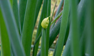 大葱最新栽培技术 大葱如何种植