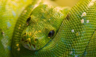 蚕食鲸吞打一动物 是为什么