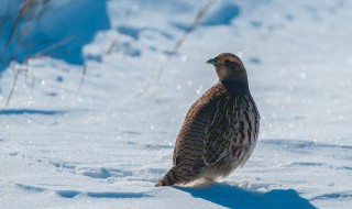 怎样区分斑鸡公母 赶紧学习一下