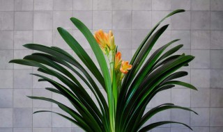 君子兰喷水技巧 时间与四季