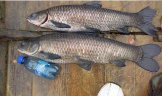 鲤鱼草鱼商品饵料怎么配 钓友 懂了吧