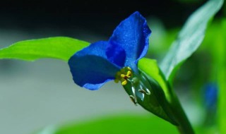 鸭跖草的药用价值 你不知道的秘密