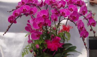 各种花卉的养殖方法 让你打理花草更省心