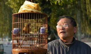 最好的遛鸟方法 这么做对鸟儿绝对好