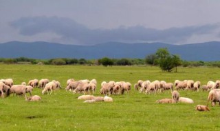 79年属羊的贵人是谁 准的离谱