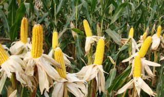 春玉米什么时候收获 春茬玉米什么时候采收