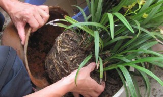 兰花9月份能换盆吗 兰花换盆需要注意什么