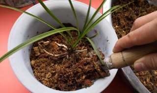 花生壳养兰花危害 养花需注意事项