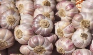 大量大蒜不发芽保存法 贮藏前应将蒜头晾干