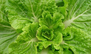 白菜腐烂打什么药 老菜农教你如何拯救