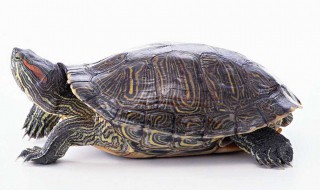 拟眼斑水龟的寿命 请查看寿命