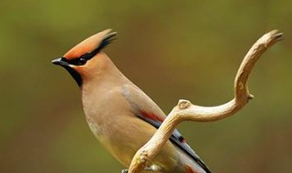 小太平鸟饲养方法 原来之前的饲养方法不对
