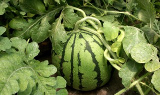 怎样嫁接西瓜苗 西瓜嫁接方法