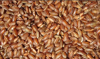 梗米是大米吗 梗米的产地