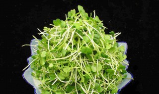 萝卜菜苗炒面怎么做好吃 萝卜菜苗炒面的做法