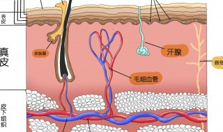 皮脂囊肿怎么消除 四个方法来帮助大家