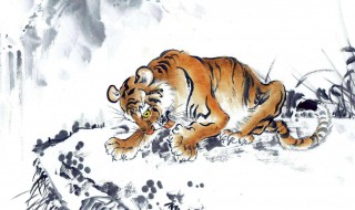 62年肖虎19年运势 2019属虎人的运程