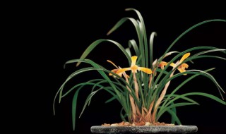 怎样给君子兰浇水 君子兰浇水方法