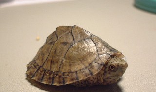 非洲棱背泥龟的寿命是多少 大家一起来看看