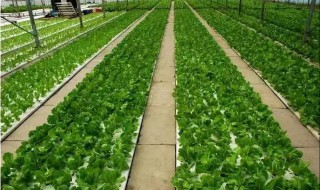 什么菜最多寄生虫 尤其是这几种很多人喜欢吃