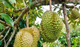 榴莲苗多少钱一棵 现在给大家解答