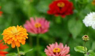 百日草的矮化方法 如何不让百日草午徒长