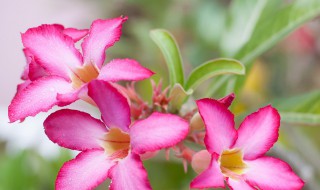 9月能扦插沙漠玫瑰吗 沙漠玫瑰什么时候扦插最好