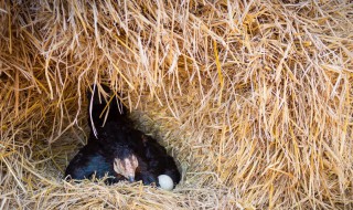 怎样让母鸡天天下蛋 如何让母鸡下蛋勤快