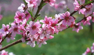 云花谷门票价格 大家不妨了解一下