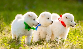 公萨摩耶的寿命是多少年 雄性萨摩耶能活多久