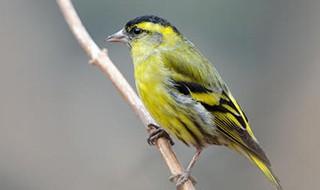 黄雀鸟多少钱一只 给黄雀鸟吃什么