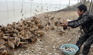 养鸭要打几次疫苗 养鸭的疫苗注射流程