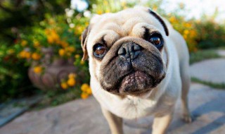 巴哥多少钱一只 巴哥犬价钱趋势