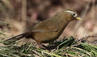 画眉鸟洗澡用醋功效 下面简单介绍一下