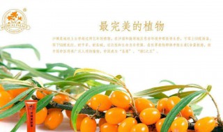 沙棘十大功效 促进身体健康