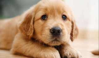 为什么搬家不带狗 想知道的来看看