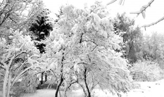 千树万树梨花开的上一句是什么 大家可以认识一下