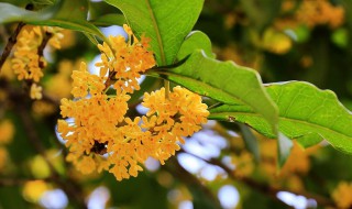 桂花怎么拍 一起来看看