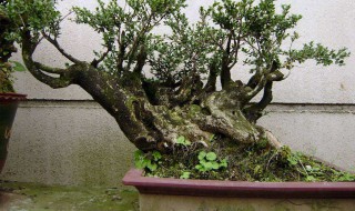 赤南树盆景怎么养护 简单方法教你轻松搞定