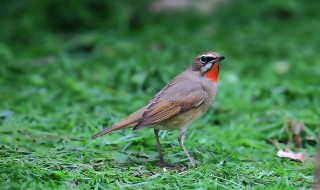 红靛颏换毛饲料配方 如何配制红靛颏的饲料