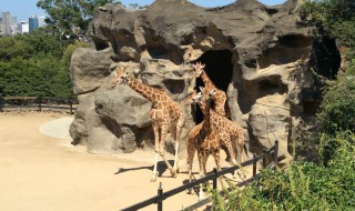 安庆野生动物园在哪里 请认真阅读下文