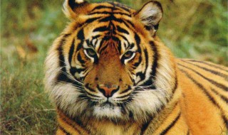 2020最旺生肖 原来是他