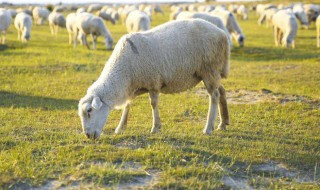 尿素喂羊的方法 这么做很科学
