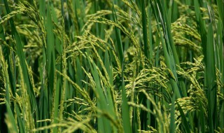 一片稻谷怎么画简单 大家可以学习一下