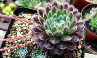 长生草多肉怎么养 你都了解吗