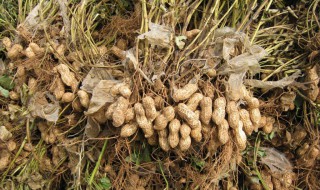 花生秧有什么用途 主要有这四个