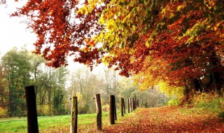 秋天的景色描写 来看看范文