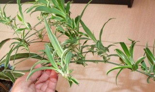 玫瑰吊兰怎么扦插 需要注意这两点