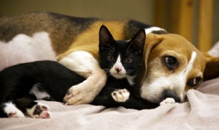 梦见猫狗是什么意思 有什么征兆吗