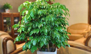 幸福树冬天怎么养 给大家分享这些经验